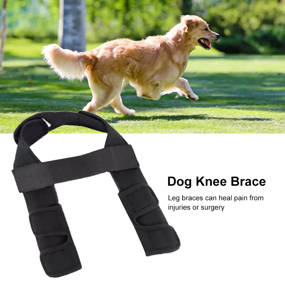 Strong Stability Injured Recovering Luxating Patella Dog Knee